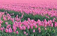 Field with pink Ollioules tulips